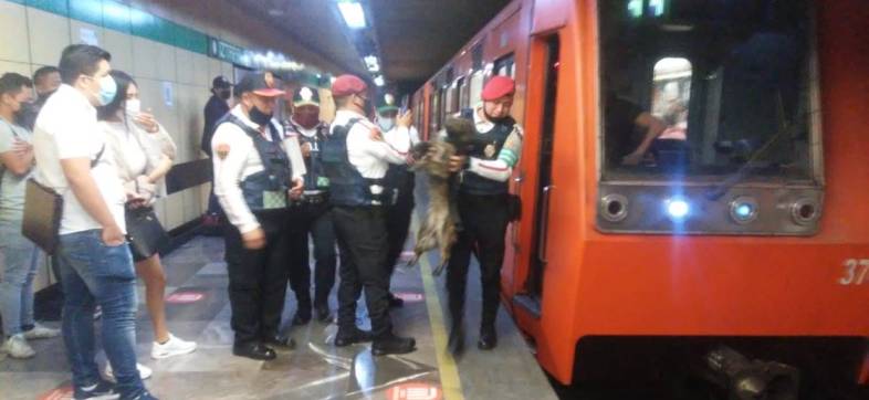 detienen-servicio-linea-8-metro-perrito