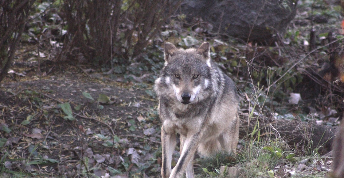 lobo-gris-mexicano