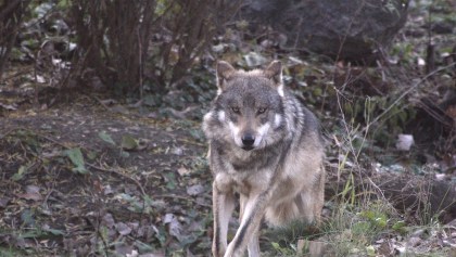 lobo-gris-mexicano