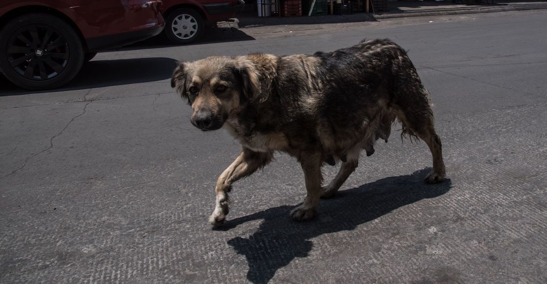 multaran-quien-alimente-animales-calles-merida-yucatan