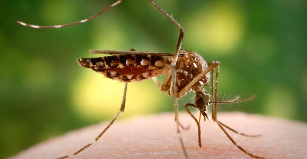 oms-brote-fiebre-amarilla-venezuela-mosquito