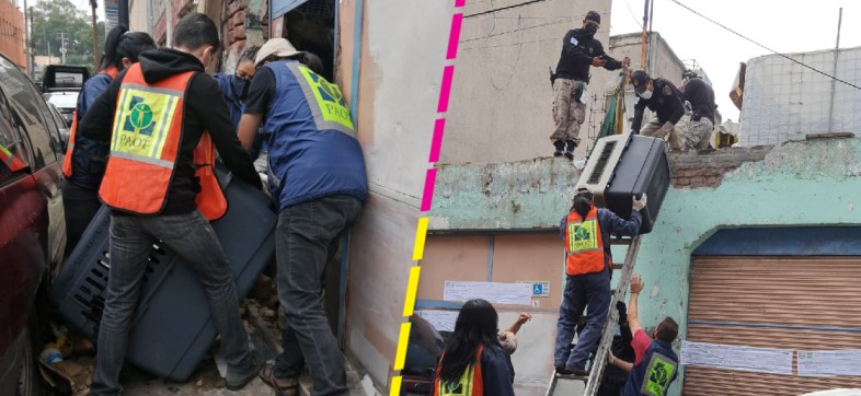 CDMX: Rescatan a 14 perritos maltratados gracias a un operativo en la colonia Obrera