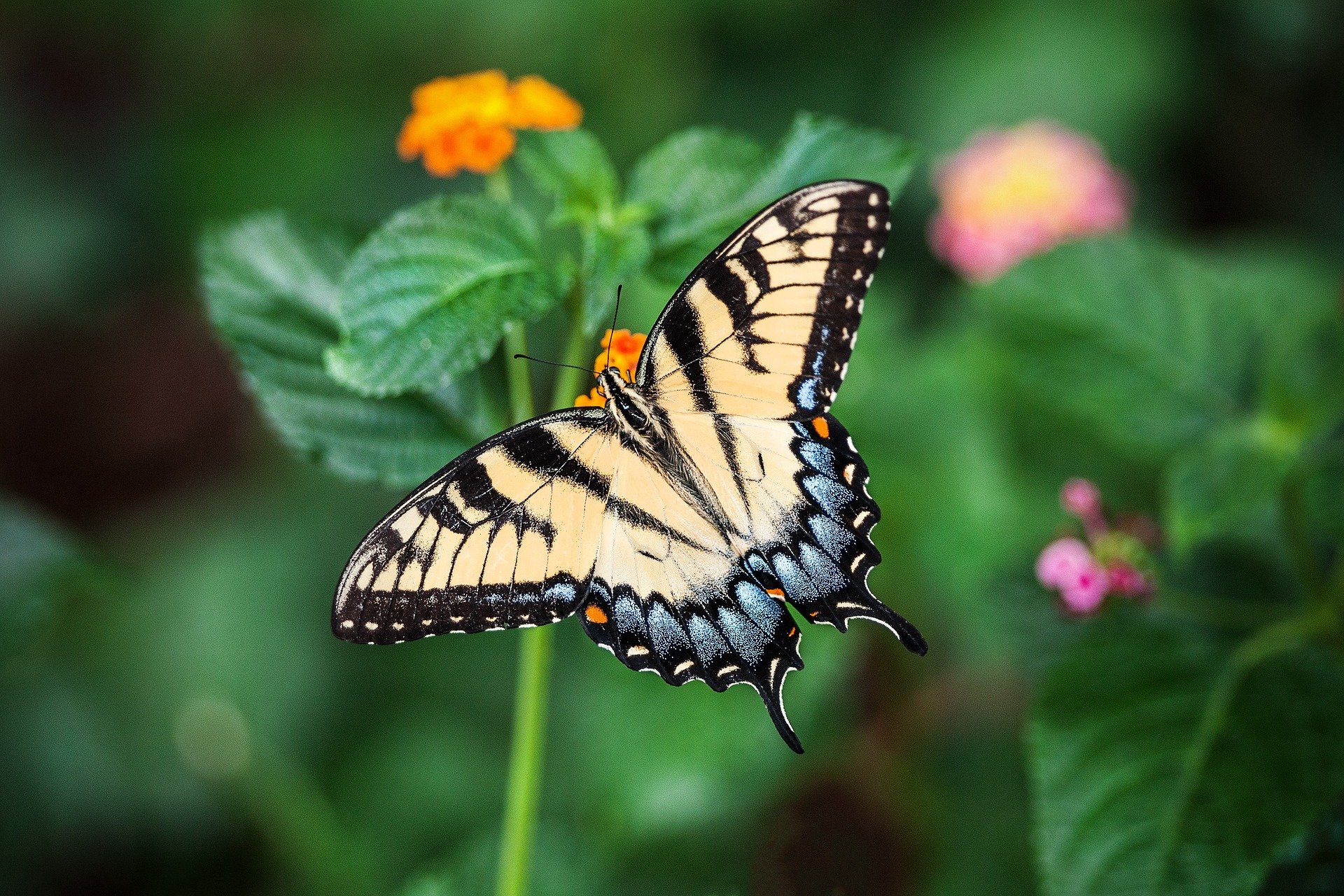 ¿Puedes encontrar a la mariposa escondida entre los girasoles en este reto visual?