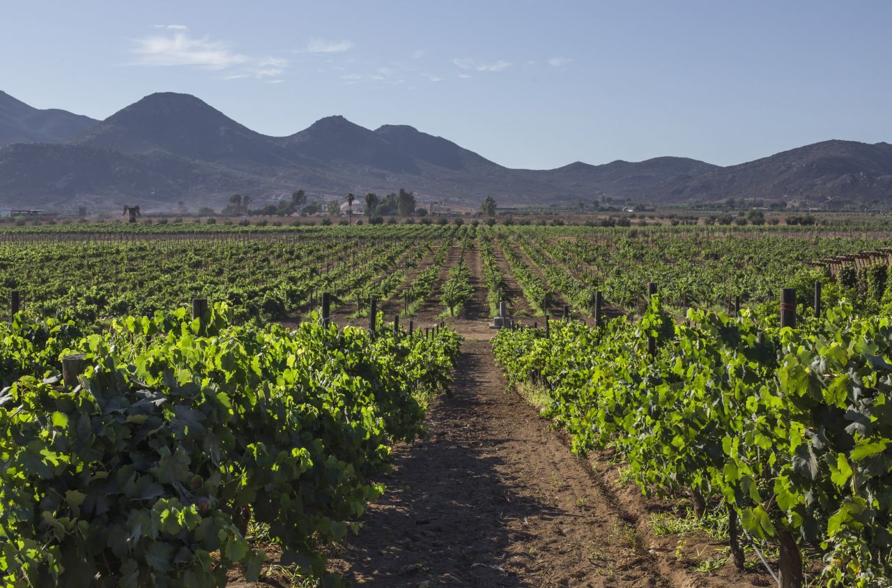 Ecocidio y un concierto de Christian Nodal: ¿Qué pasa en Valle de Guadalupe?