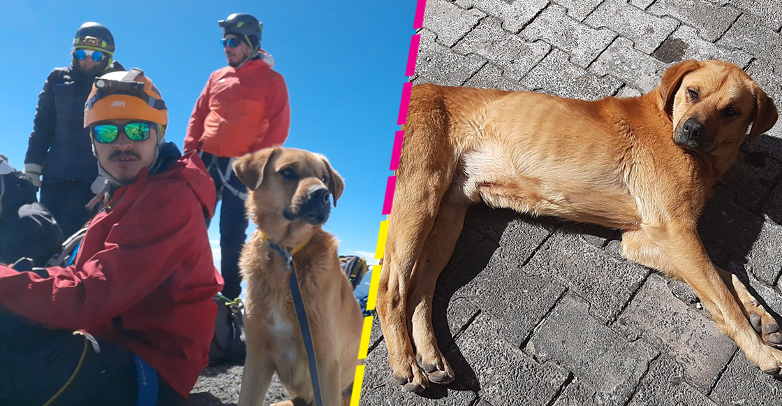 Héroes sin capa: Alpinistas rescatan a un perrito en peligro en el Pico de Orizaba