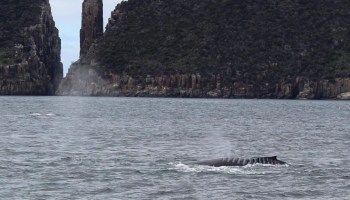 ballena-heridas-bladerunner