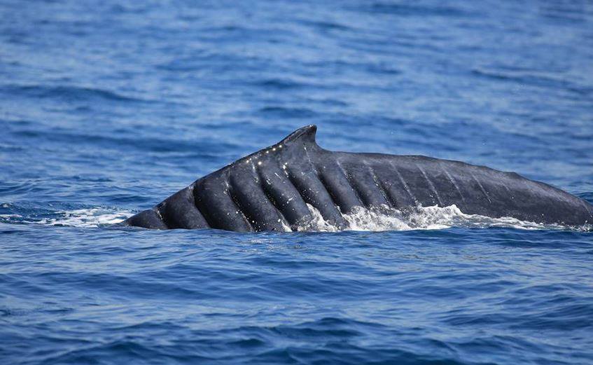 bladerunner-ballena-heridas-tasmania