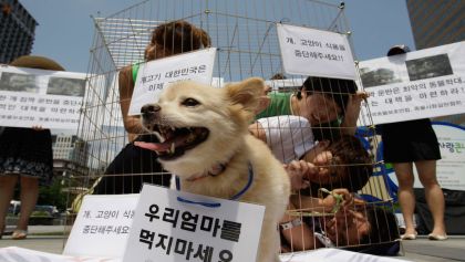 corea-del-sur-carne-perro