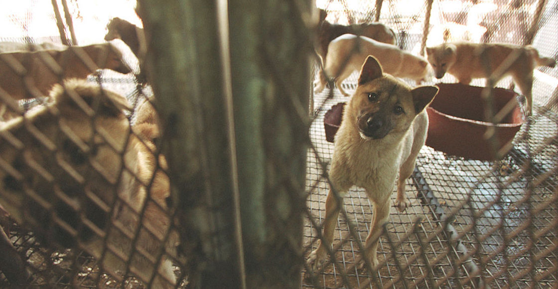 corea-sur-carne-perro