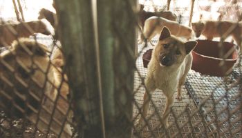 corea-sur-carne-perro