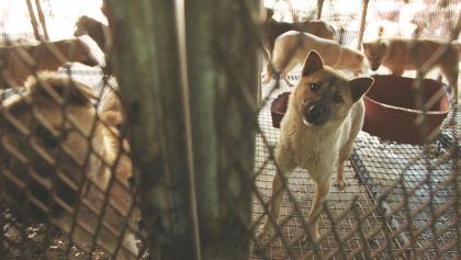 corea-sur-carne-perro