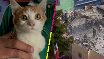 Encuentran con vida a Max, el gatito que se había extraviado tras explosión de Pensil Norte en CDMX