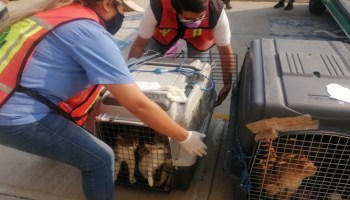 gatitos-animales-rescatados-mercado-sonora