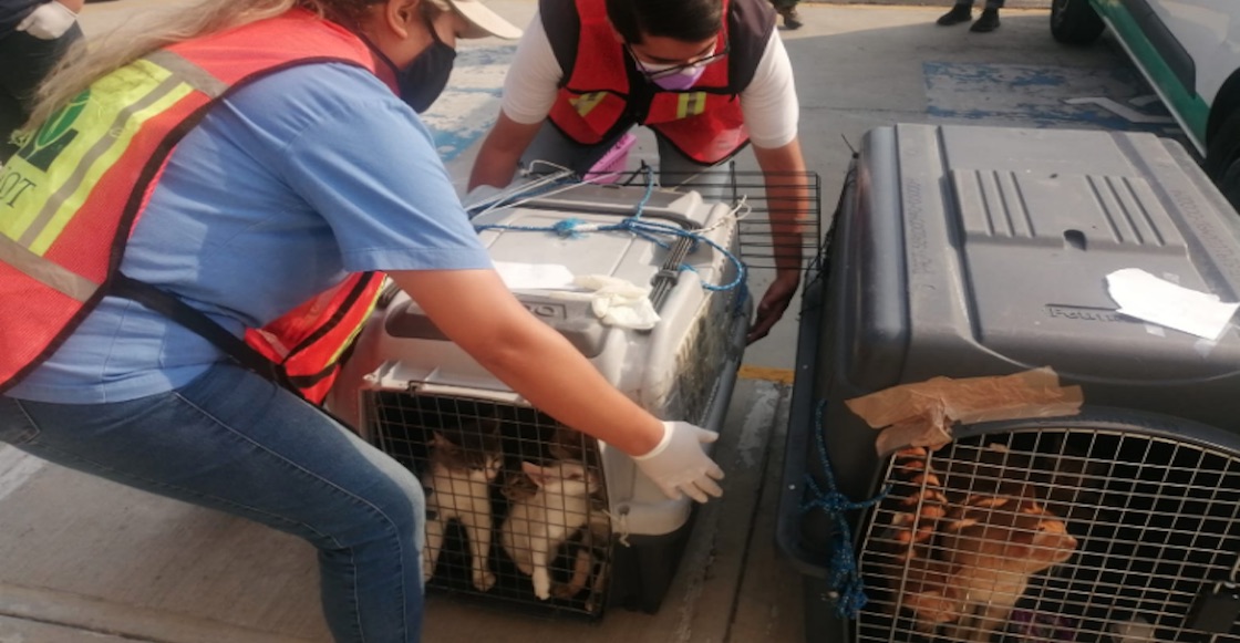 Qué pasó con los gatitos y animales rescatados en el Mercado de Sonora?