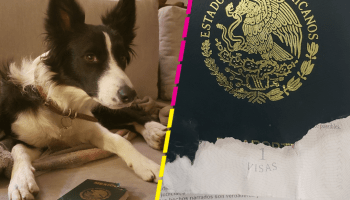 justificaciones-sre-mi-perrita-simona-pasaporte