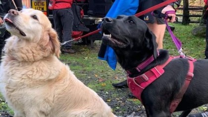 Lomitos heroicos: Así salvaron estos perritos a su dueño había quedado inconsciente