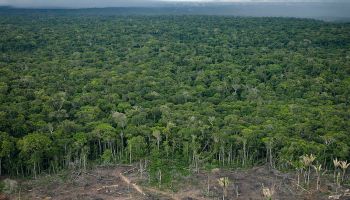 mexico-deforestacion-cop-26