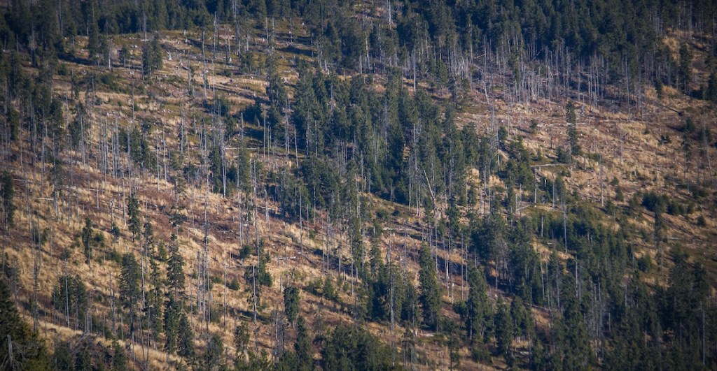 mexico-no-firma-acuerdo-bosques-suelo-deforestacion-cop26-reino-unido-que-paso