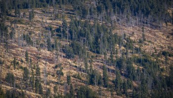 mexico-no-firma-acuerdo-bosques-suelo-deforestacion-cop26-reino-unido-que-paso