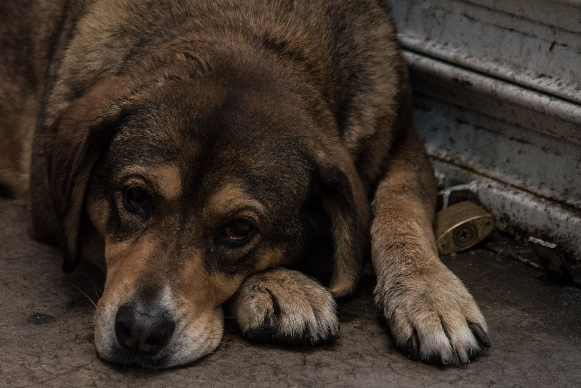 Mueren 30 perros de un adulto mayor tras incendiarse su vivienda