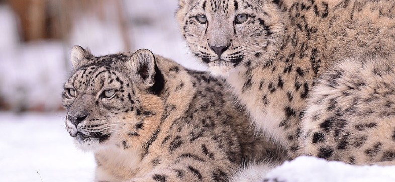 Tres leopardos de las nieves murieron por COVID-19 en zoológico de EU