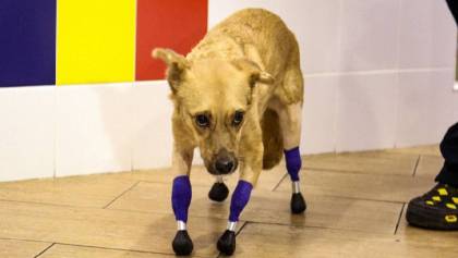 Awww: Perrita recibe cuatro prótesis gracias a una 'coperacha' en internet