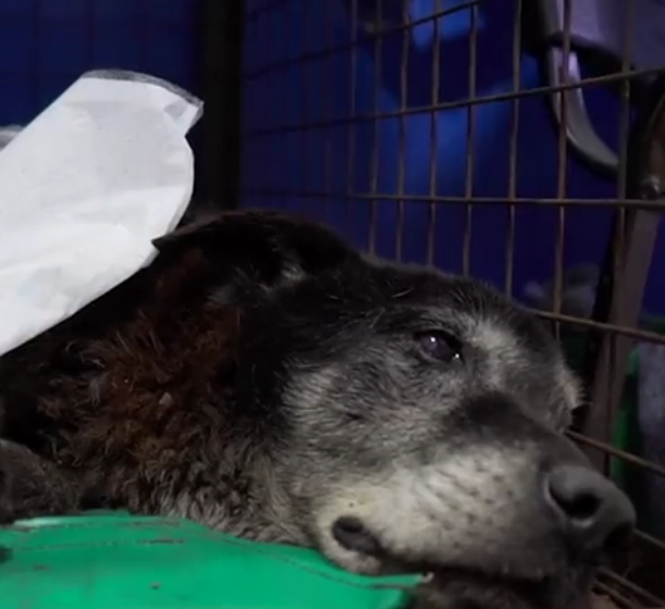 Rescatan a un perrito atrapado en una coladera tras 20 horas de trabajo