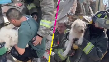 Captan rescate de un perrito tras la explosión en la colonia Pensil Norte de CDMX