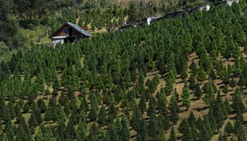 arboles-navidad-naturales-estado-mexico