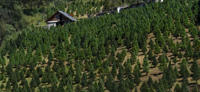 arboles-navidad-naturales-estado-mexico