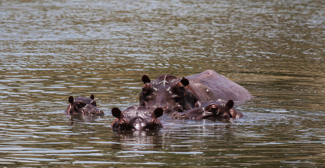 Dos hipopótamos de un zoológico dieron positivo a COVID-19