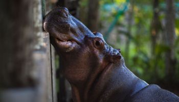 Dos hipopótamos de un zoológico dieron positivo a COVID-19