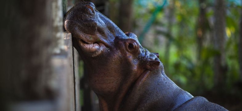 Dos hipopótamos de un zoológico dieron positivo a COVID-19