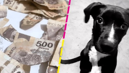 Noooo: Perrito se hace viral por romper parte del aguinaldo de su dueña