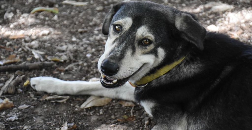 Perros muertos en Ciudad Juárez