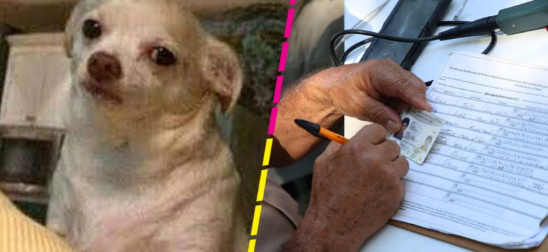 perro-firmas-revocacion-mandato-ine