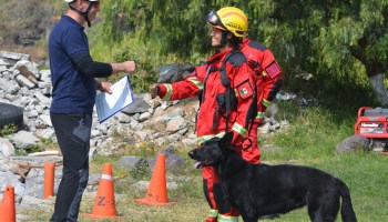 perros-certificacion-iro-unam