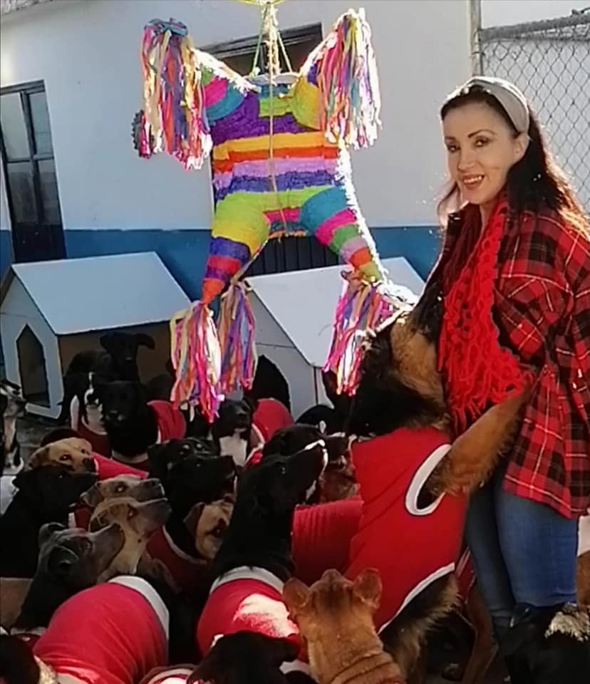 Suave fiesta: Refugio hace una posada para perritos y se vuelve viral