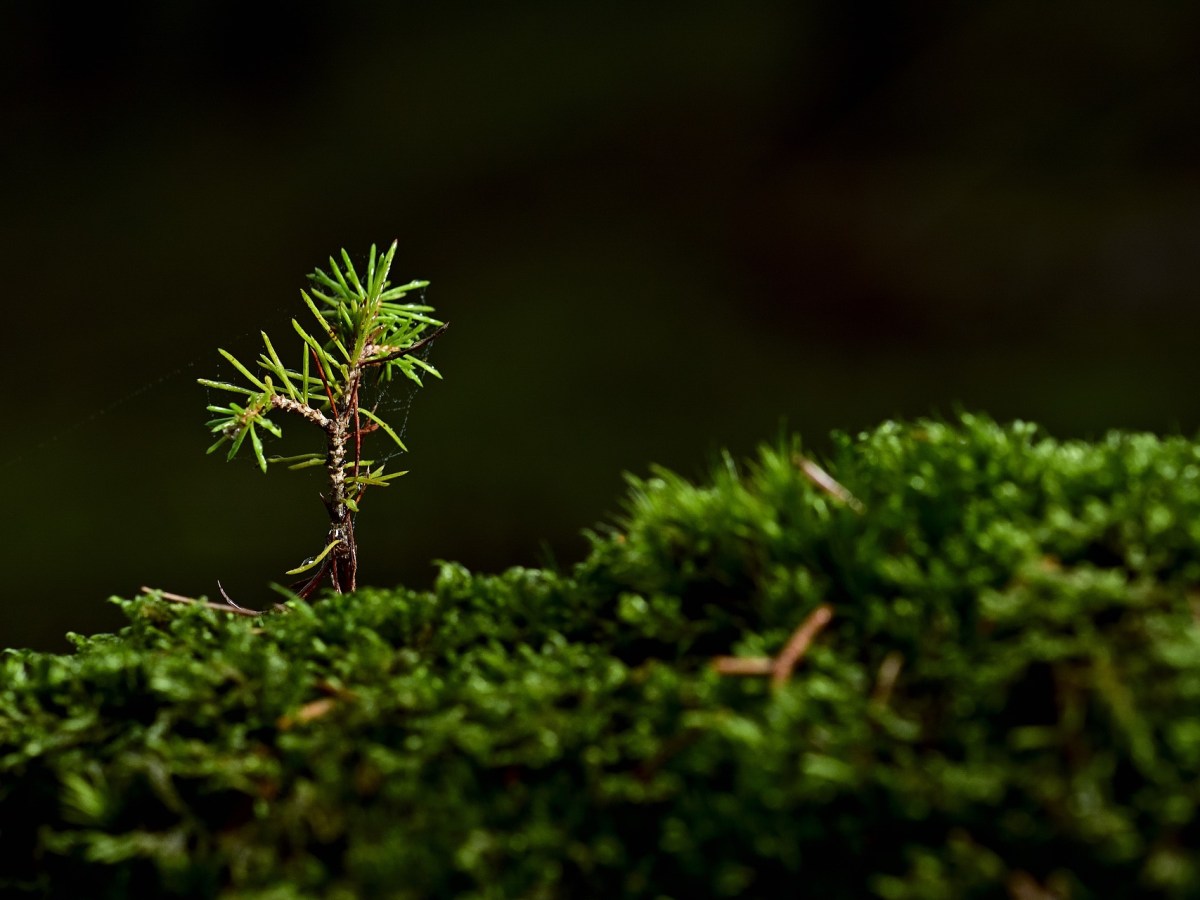 especies de árboles