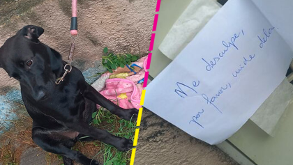 "Lo siento, por favor, cuídala": Abandonan a perrita en la calle con una nota, croquetas y una cobija