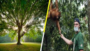 ¡Honor a quien honor merece! Bautizan nueva especie de árbol en honor a Leonardo Dicaprio