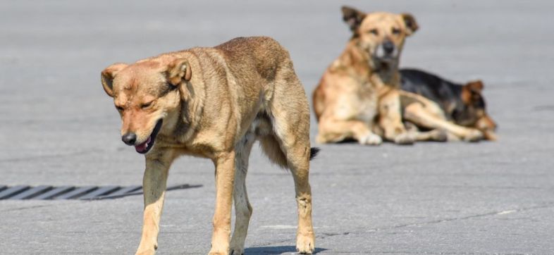 envenenamiento-perritos-nuevo-leon-denuncia