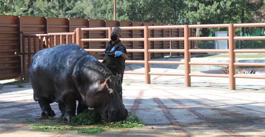 murio-hipopotamo-zoologico-aragon-cdmx