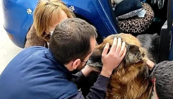 Ayyy: Perrito se reencuentra con su familia después de buscarlo durante seis años