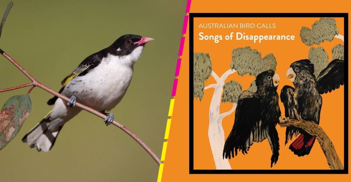 Songs of Disappearance: El disco con cantos de aves en peligro extinción que la rompe en Australia