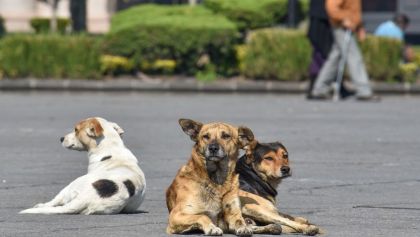 tabasco-perrito-denuncia-gas-chofer