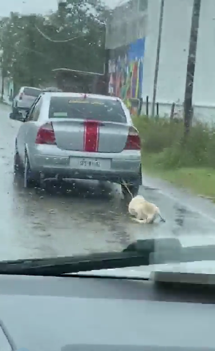 Arrastran a un perro con el auto en plena lluvia en calles de Tabasco