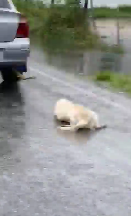 Arrastran a un perro con el auto en plena lluvia en calles de Tabasco