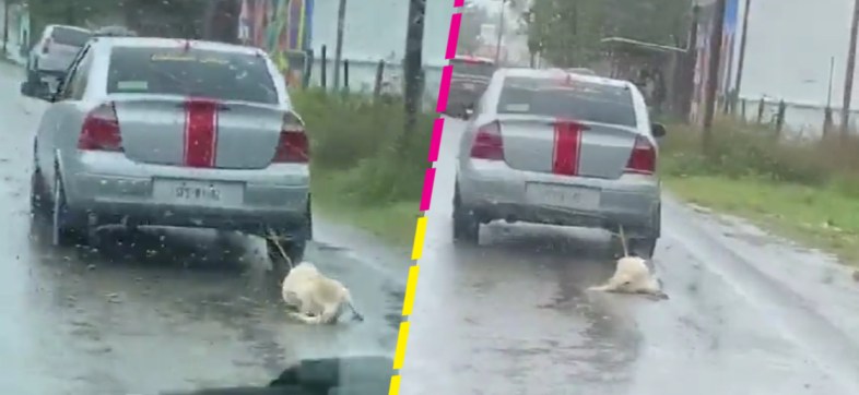 Arrastran a un perro con el auto en plena lluvia en calles de Tabasco