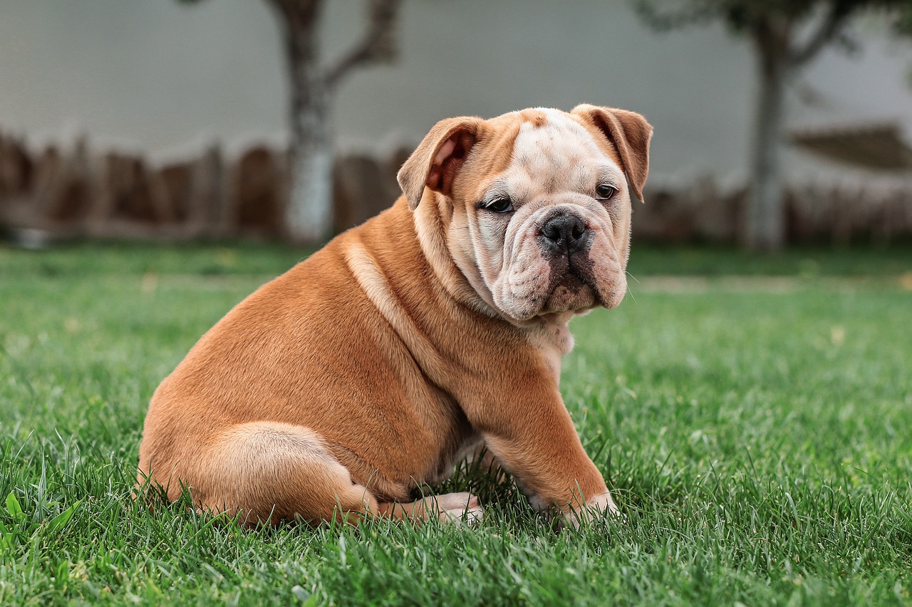 bulldog-ingles-perros